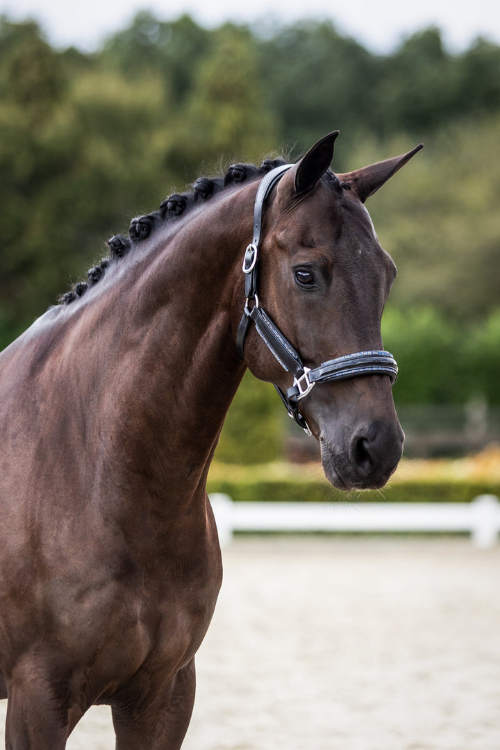 Lederen Halster Royal